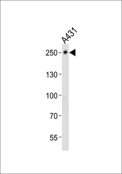 TJP1 Antibody (C-term)