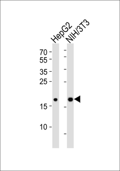 Hmga2 Antibody (N-term)