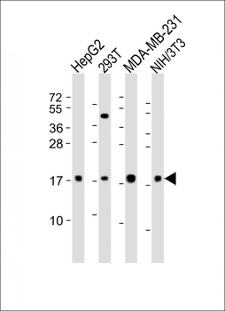 Hmga2 Antibody (N-term)