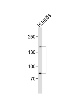 SALL4 Antibody (C-term)