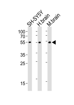 CHRM2 Antibody
