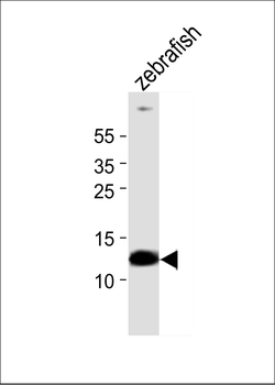 Zebrafish ba1 Antibody (Center)