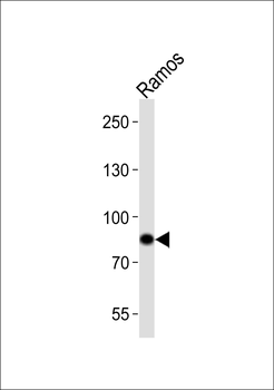 SYK Antibody (C-term)