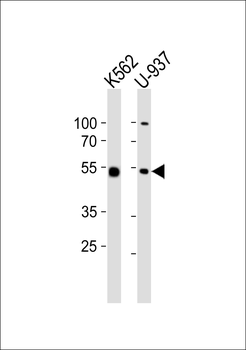 IL18R1Antibody(C-term)