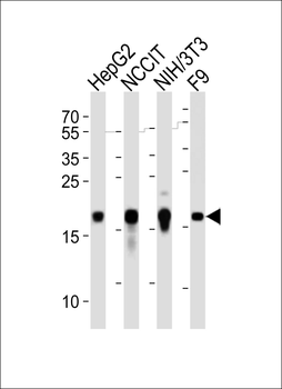 Hmga2 Antibody (C-term)