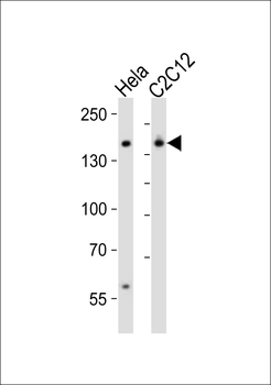 Smarcc1 Antibody (C-term)