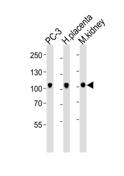 Ephb4 Antibody (C-term)