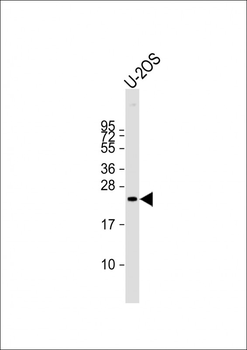 BAX Antibody (N-term)