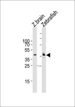 Zebrafish mapk12 Antibody (C-term)
