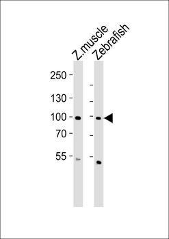 Zebrafish znf148 Antibody (Center)