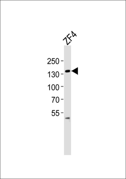 Zebrafish pkn2 Antibody (N-term)