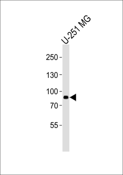 (DANRE) rfx4 Antibody