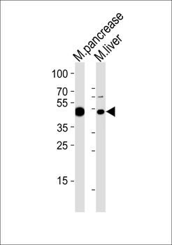 Mouse T Antibody (C-term)