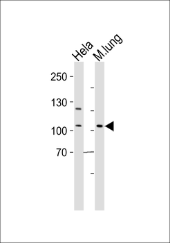 Mouse Epha4 Antibody (Center)