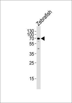 Zebrafish lcp1 Antibody (Center)