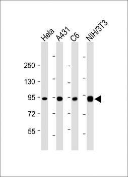 Hsp90 Antibody