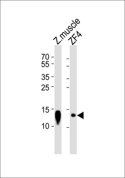 Zebrafish ba2 Antibody (Center)