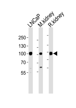 MME Antibody (N-term)