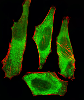 XAF1 Antibody (C-term)