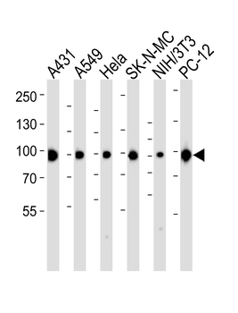 HSP90 Antibody (C-term)