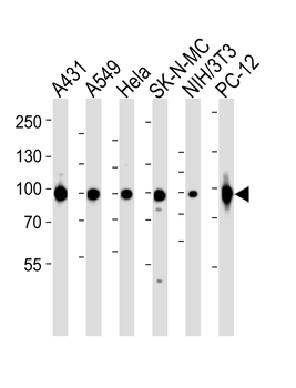 HSP90 Antibody (C-term)