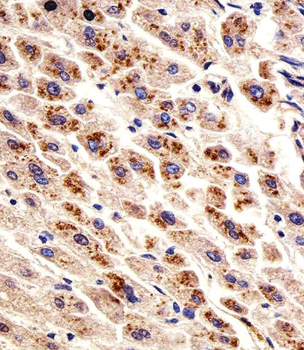 DHFR Antibody (N-term)