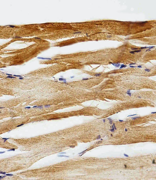Zebrafish gfap Antibody (N-term)