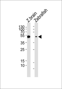 Zebrafish gfap Antibody (N-term)