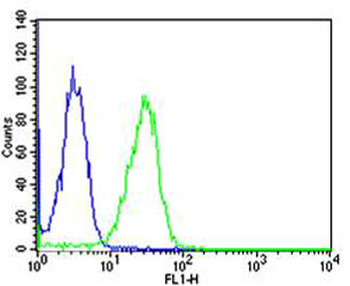 CAPN1 Antibody