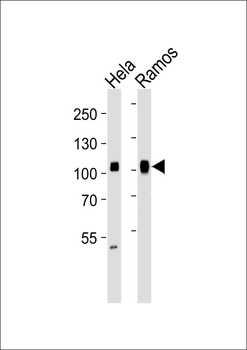 SP1 Antibody