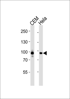 STAT3 Antibody