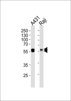 LYN Antibody