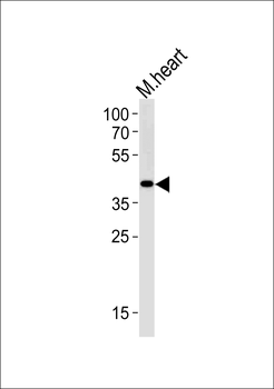 M Tfap2c Antibody (N-term)