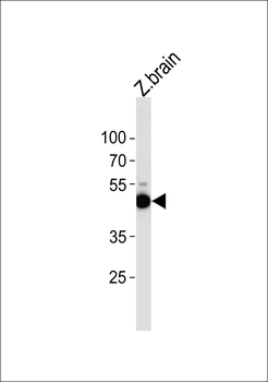 Zebrfish atg4b Antibody (N-term)