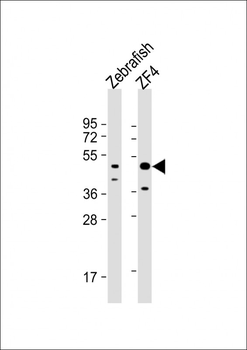Zebrfish atg4b Antibody (N-term)