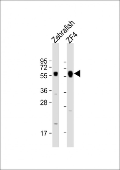 Zebrafish foxh1 Antibody (Center)