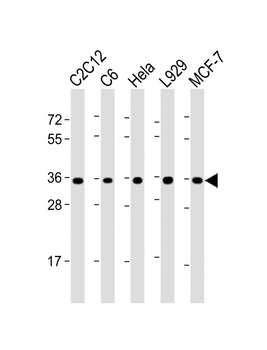 PCNA Antibody (C-term) [Knockout Validated]