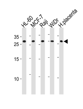 CLIC1 Antibody (Center)