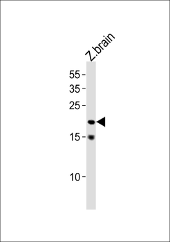 Zebrafish tcf21 Antibody (N-term)