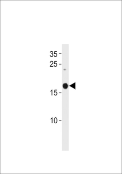 Zebrafish selm Antibody (C-term)