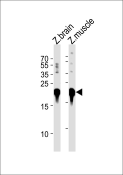 Zebrafish park7 Antibody (C-term)