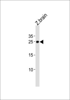 Zebrafish ywhag1 Antibody (Center)