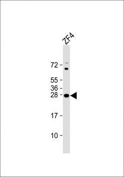 Zebrafish ywhag1 Antibody (Center)