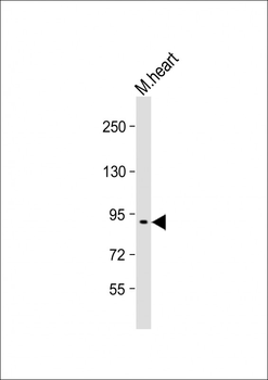 MOUSE Bcar1 Antibody (Center)