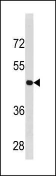 CCNB2 Antibody (Center S204)
