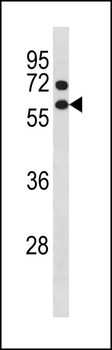 CCNB1 Antibody (Center Y177)