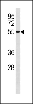 CCNB1 Antibody (Center S126/S128)