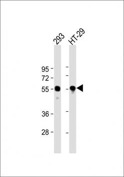 TP53 Antibody (N-term)