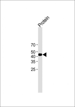 V5 Tag Antibody