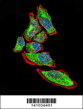 Vimentin Antibody